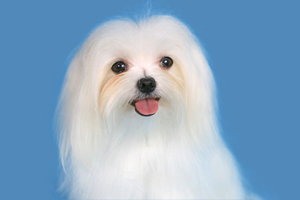 马尔济斯饲养注意事项