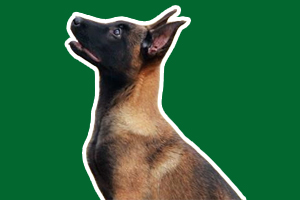 马犬喂养注意事项