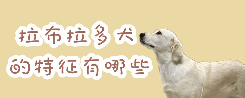 拉布拉多犬的特征有哪些