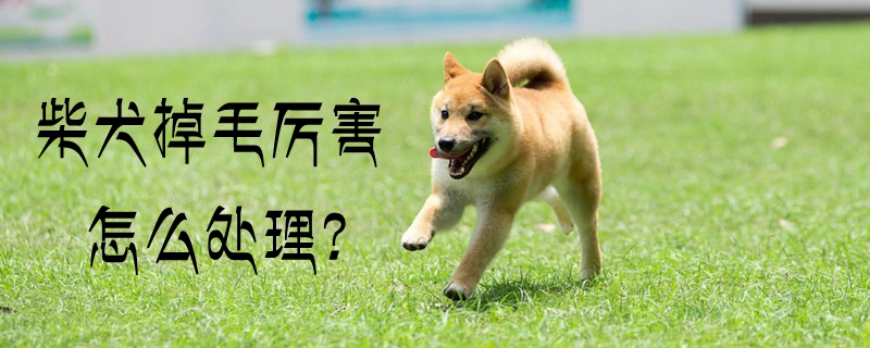 柴犬掉毛厉害怎么处理