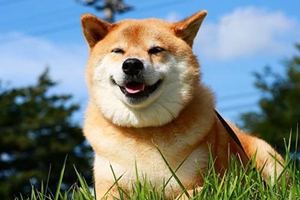 柴犬掉毛厉害怎么处理