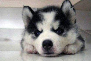 养哈士奇的注意事项