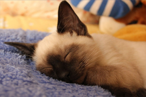 暹罗猫喂养注意事项