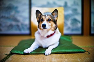 三个月的柯基如何喂养