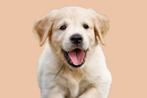 金毛狗如何打预防针