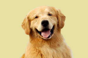 金毛狗什么时候换牙