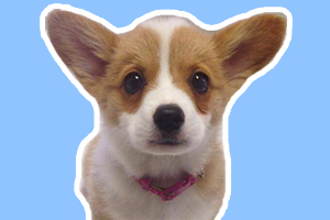 柯基眼屎多怎么办