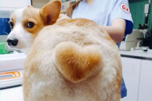 柯基犬怀孕吃什么