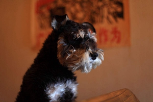 雪纳瑞不肯在笼子里怎么办