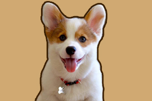 柯基有体臭怎么办