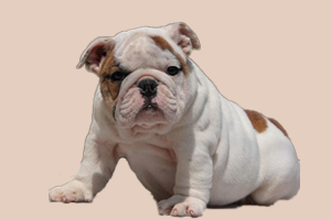 英国斗牛犬怎么选