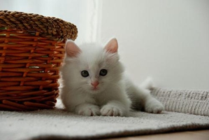 猫咪养不胖是什么原因