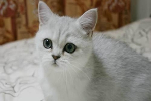 英短泪痕怎么处理