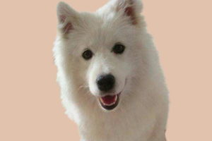 萨摩耶的缺点是什么