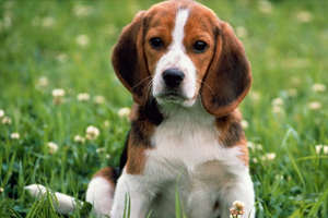 比格犬的缺点有哪些