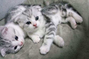 折耳猫掉毛严重怎么办