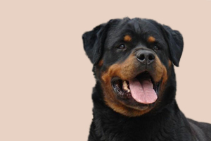 罗威纳犬的特点是什么