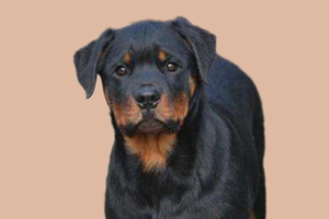 罗威纳如何看纯不纯