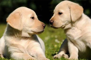 拉布拉多犬如何看品相