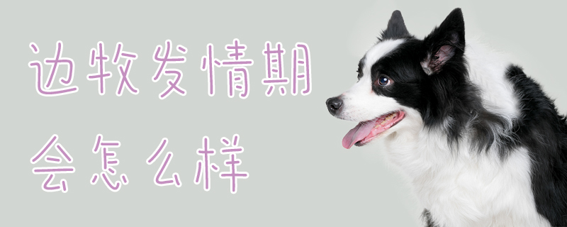 邊境牧羊犬發情期會怎麼樣