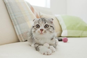 怎么教小猫咪上厕所