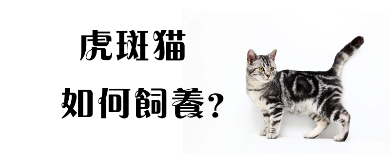 虎斑猫如何饲养