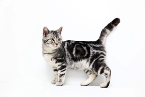 虎斑猫如何饲养