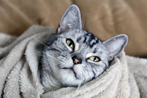 虎斑猫如何洗澡