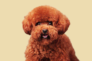 贵宾犬怎么看纯不纯