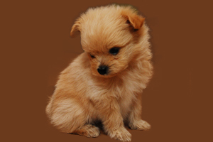 小狗扎疫苗前注意事项