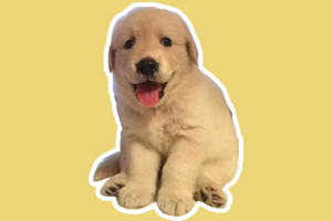 金毛小狗到家注意事项