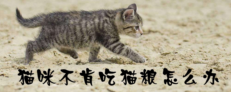 猫咪不肯吃猫粮怎么办