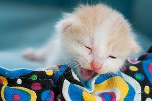 猫咪不肯吃猫粮怎么办