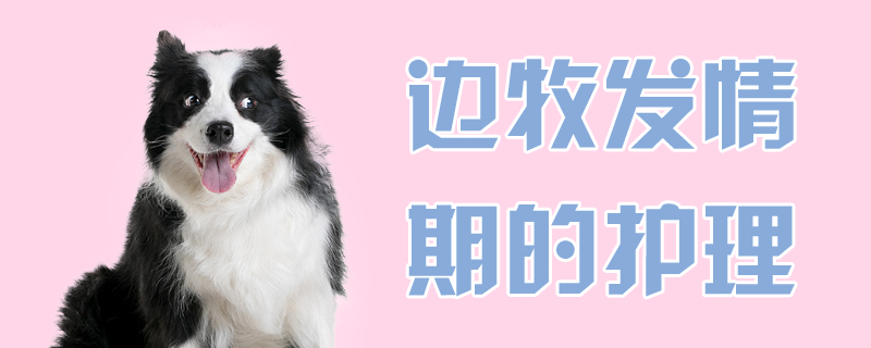 邊境牧羊犬發情期的護理