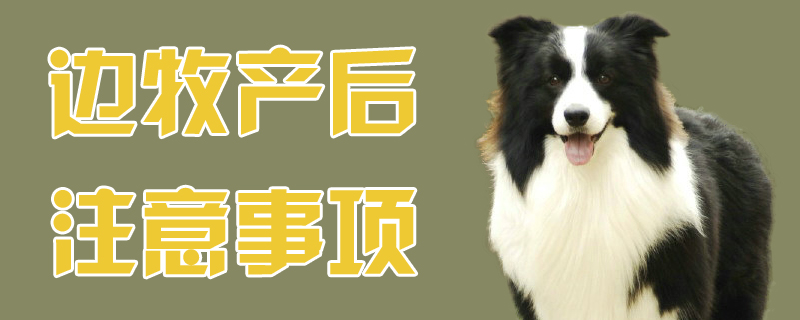 邊境牧羊犬產後注意事項