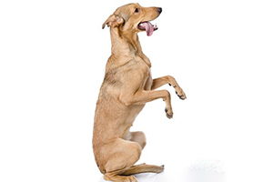 狗狗吃什么毛发亮