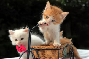 猫咪坐车注意事项