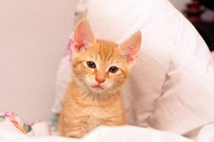 三个月大的小猫怎么喂