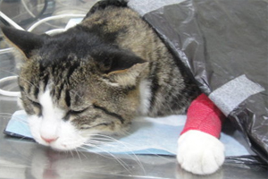 猫咪输液时注意事项