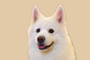 如何让萨摩耶听话