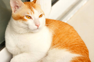 猫咪冬天洗澡注意事项