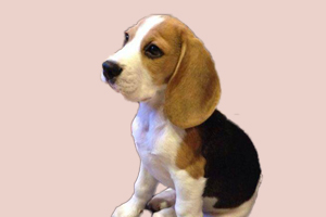 比格犬有什么缺点