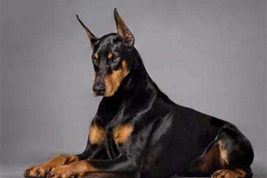 杜宾犬的特点有哪些