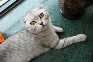 养折耳猫需要准备什么