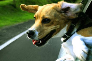 小狗长途运输注意事项