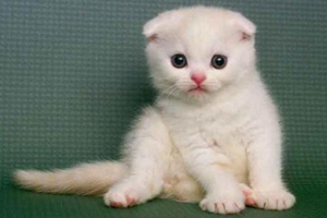 养折耳猫要注意什么