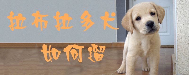 拉布拉多犬如何遛