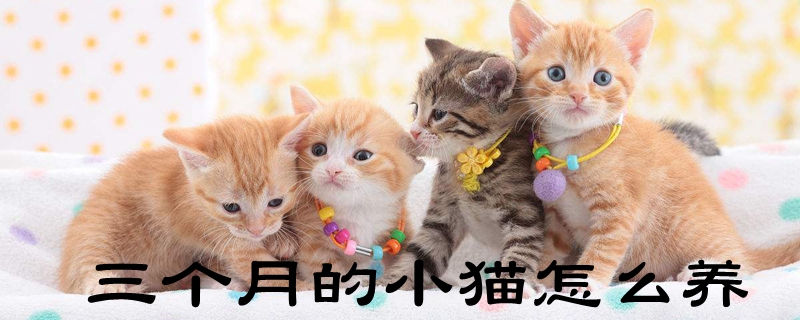 三个月的小猫怎么养