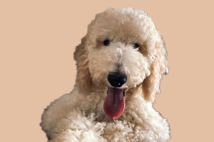 巨贵犬什么时候断尾