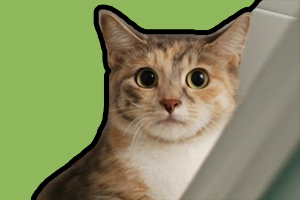 猫猫搬家注意事项